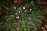 Cyclamen hederifolium RCP11-10 084.jpg